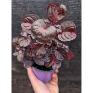 Rare Bloodleaf Iresine Plant Round Leaf Pink Veins Live Rooted Plants Dark Goth